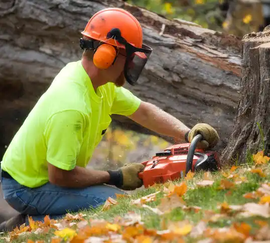 tree services West Manchester